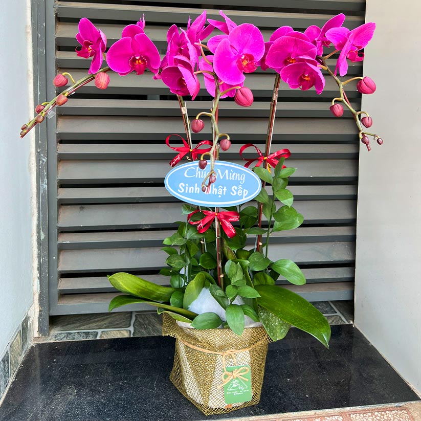 Hoa lan hồ điệp chúc mừng tại Long Thành, Nhơn Trạch
